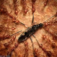 ketika-hewan-kecil-dalam-photo