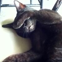 perbedaan-hooligan-dan-ultras