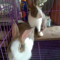 rcc-rabbit-lover---part-2