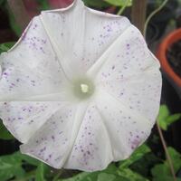 yang-suka-morning-glory-gabung-yuk---part-1