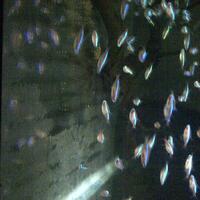 all-about-neon---cardinal