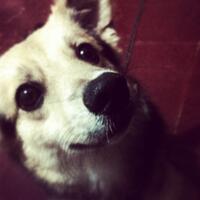 anjing-kampung-mongrel-mix-breed-campuran-silangan-lover039s---part-2