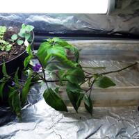 ayo-bertanam-cabe---hot--eksotis