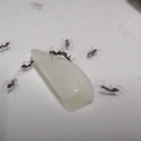 ketika-hewan-kecil-dalam-photo