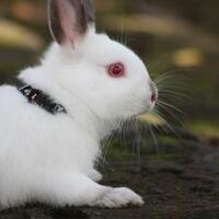 rcc-rabbit-lover---part-2