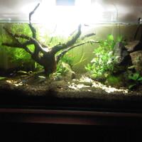 aquascape-for-everybody-learning-and-sharing