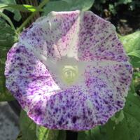 yang-suka-morning-glory-gabung-yuk---part-1