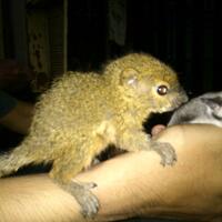 pecinta-tupai-terbang-atau-flying-squirrel-hylopetes-winstoni