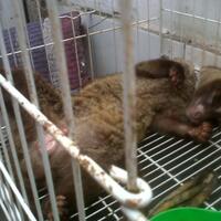 musang-lover-join-ya---part-2