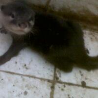 linsang-lover-masuk-sini