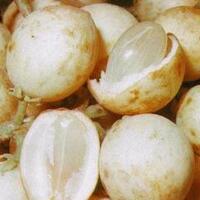 agan-pernah-makan-buah-langka-ini-ga