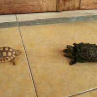 tampilkan-kura-anda---part-2