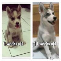 new-siberian-husky-lovers---read-page-1-for-update---part-2