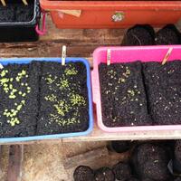 vegetable-lovers---official-thread---part-2