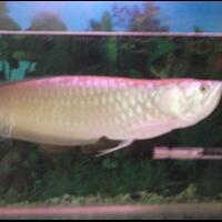 arowana--new-thread