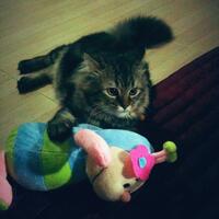 abangku--cinta-pertamaku