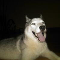 new-siberian-husky-lovers---read-page-1-for-update---part-2