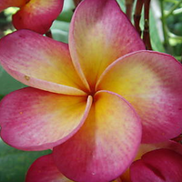 plumeria