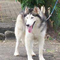 new-siberian-husky-lovers---read-page-1-for-update---part-2