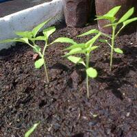 ayo-bertanam-cabe---hot--eksotis