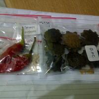 ayo-bertanam-cabe---hot--eksotis