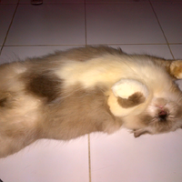 10-kisah-kucing-yang-mengagumkan