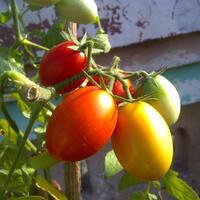 vegetable-lovers---official-thread---part-2