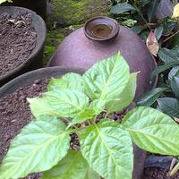 ayo-bertanam-cabe---hot--eksotis