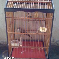 1758973397339733-ajang-barter-burung-9733973397331758