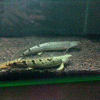polypterus-aka-palmas-lounge-part-ii-ask-sharing--post-your-bichir-here---part-1