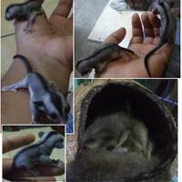 sugar-gliderlanjut---part-2