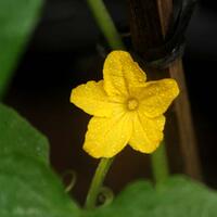 vegetable-lovers---official-thread---part-2