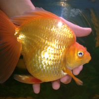 maskoki-ngomongin-semuanya-ttg-maskoki-yuk---part-4