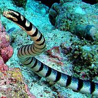 awas-hewan-hewan-ini-dengan-racun-paling-mematikan-pic