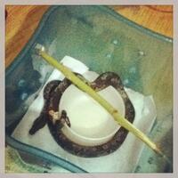 candoia-lover-mono-pohon--mono-tanah-ngumpul-di-sini-yuk---part-1