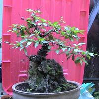 all-about-bonsai
