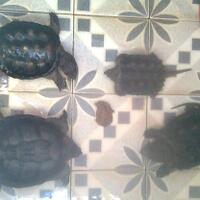 common-n039-alligator-snapping-club---part-3