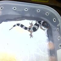 9788new-ask-about-leopard-gecko9788