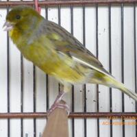 sharepecinta-kenari--jenis-finch-lain-blackthroat-engasr-mozambik-kumpul-disini---part-1