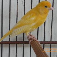 sharepecinta-kenari--jenis-finch-lain-blackthroat-engasr-mozambik-kumpul-disini---part-1