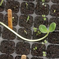 ayo-bertanam-cabe---hot--eksotis---part-1