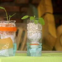 all-about-hidroponik