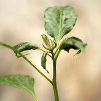 ayo-bertanam-cabe---hot--eksotis---part-1