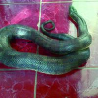 regional-lounge-982998299829-pecinta-reptil-regbogor-kumpul-yukk-982998299829