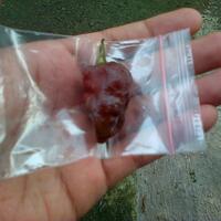 ayo-bertanam-cabe---hot--eksotis---part-1