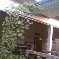 sharengomongin-apapun-ttg-tanaman-pohon-anggur-yuk