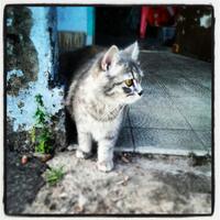 pet-lovers--1758-yang-hobi-meliharo-binatang-hewan-kumpul-disini-yeee-1758