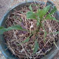 ayo-bertanam-cabe---hot--eksotis---part-1