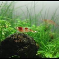 all-about-shrimp-red-cherry-red-bee-black-bee-neocaridina-caridina-dll