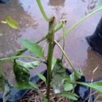 ayo-bertanam-cabe---hot--eksotis---part-1